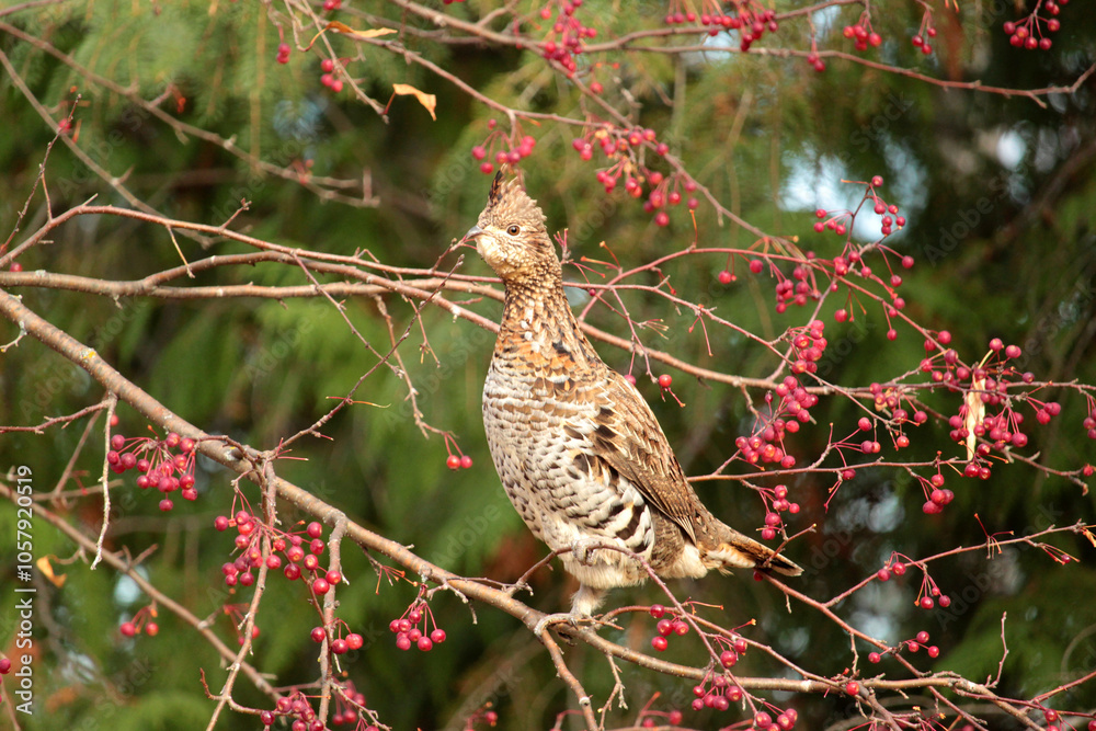 Fototapeta premium A Ruffed Grouse Enjoys Crab Apples on a Fall Day