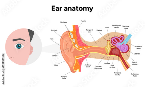 Inner Ear structure and function anatomy. Human ear vestibular system