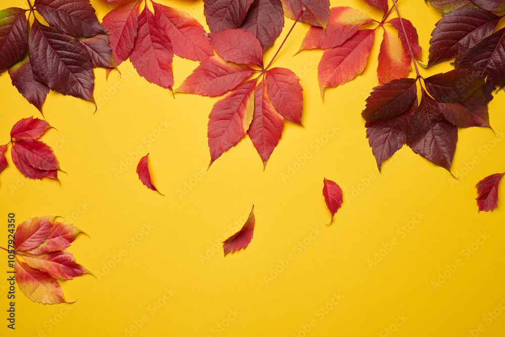 Fototapeta premium Red leaf of Parthenocissus quinquefolia bush on yellow background, top view