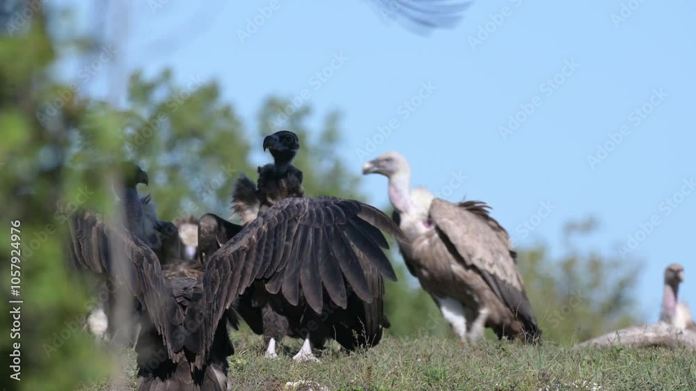 Black Vulture Aegypius monachus and Griffon Vulture (Gyps fulvus) at a wildlife feeding station, showcasing a group of scavenger birds in their natural habitat. Slow motion. Black Vulture Aegypius monachus and Griffon Vulture (Gyps fulvus) at a wildlife feeding station, showcasing a group of scavenger birds in their natural habitat. Slow motion.