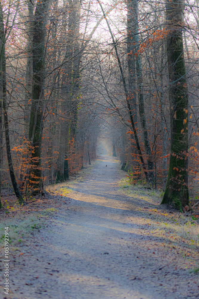 Fototapeta premium path in the woods