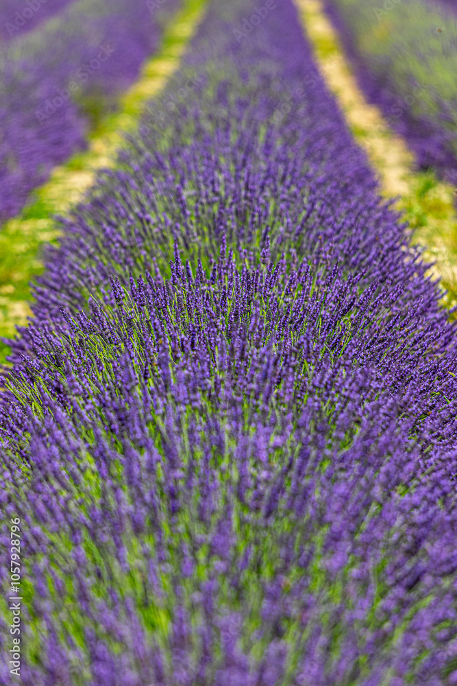 Obraz premium close up of lavender flowers