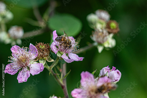 bee on flower