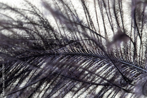 Bird feathers, macro photo. close -up detail.