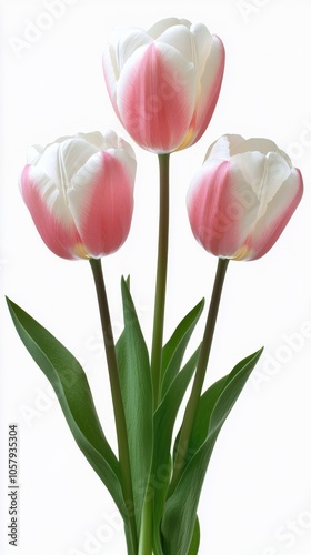 Delicate arrangement of pink and white flowers with petals on a soft white ba...