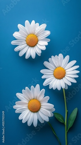 Beautiful white daisies arranged creatively on a light blue background for fl...