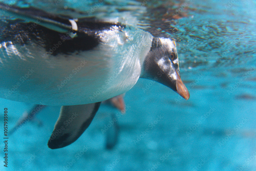 Fototapeta premium Grace in Motion: Close-Up of Penguin Swimming Underwater