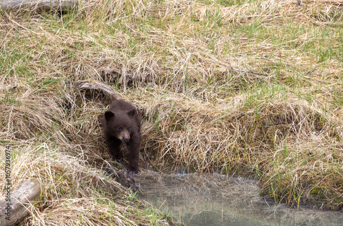 Cute Black Bear Cub in Springtime in Yellowstone National Park Wyoming