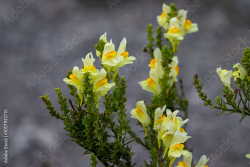 Grosses Löwenmaul wild wachsend in Nahaufnahme mit felsigem Hintergrund- Antirrhinum majus photo