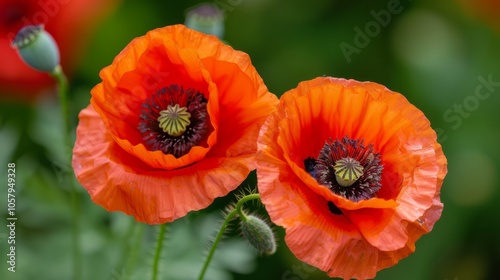 red poppy flower