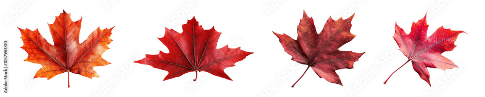 Fototapeta premium Set, collection of Red maple leaf isolated on transparent background