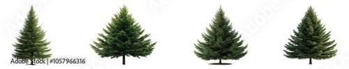 Set, collection of Rendered coniferous tree isolated on transparent background