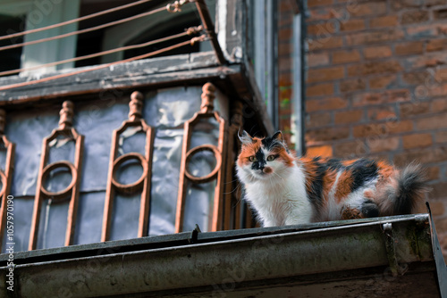 fluffy cat portrait window sill near balcony outdoor animal theme photography