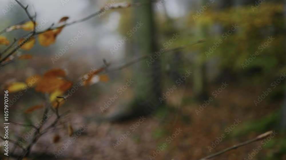 Spinnenweben flattern an einem Ast im Wind im Herbst