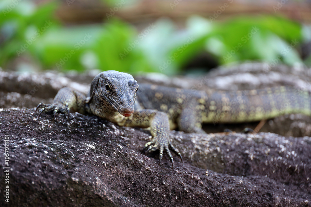 Portrait of a striped monitor lizard or water monitor (Varanus salvator) on a stone Portrait of a striped monitor lizard or water monitor (Varanus salvator) on a stone