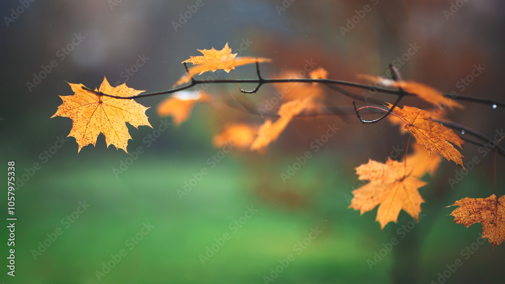 A autumn branch with a few leaves on it. The leaves are orange and the branch is green A autumn branch with a few leaves on it. The leaves are orange and the branch is green