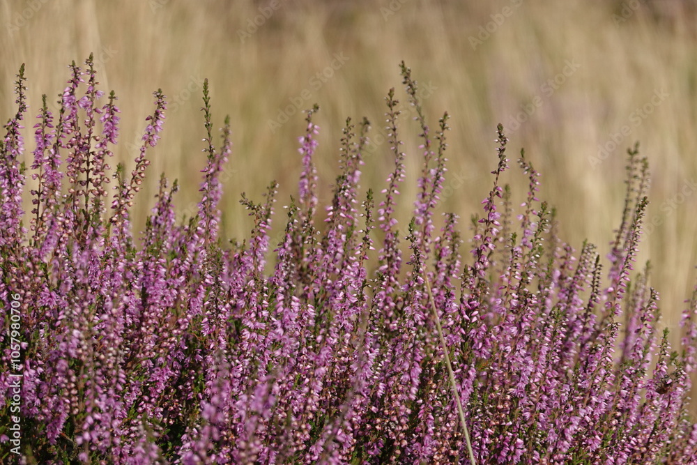wild Europe heath flower, heathland wild Europe heath flower, heathland