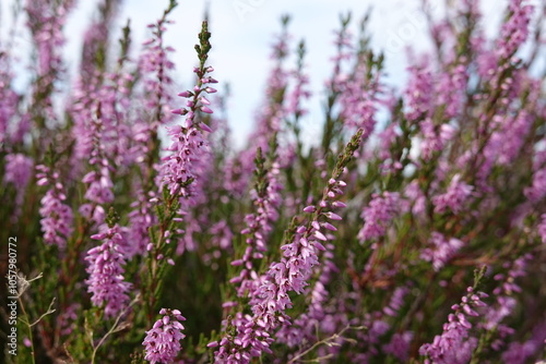 wild Europe heath flower, heathland