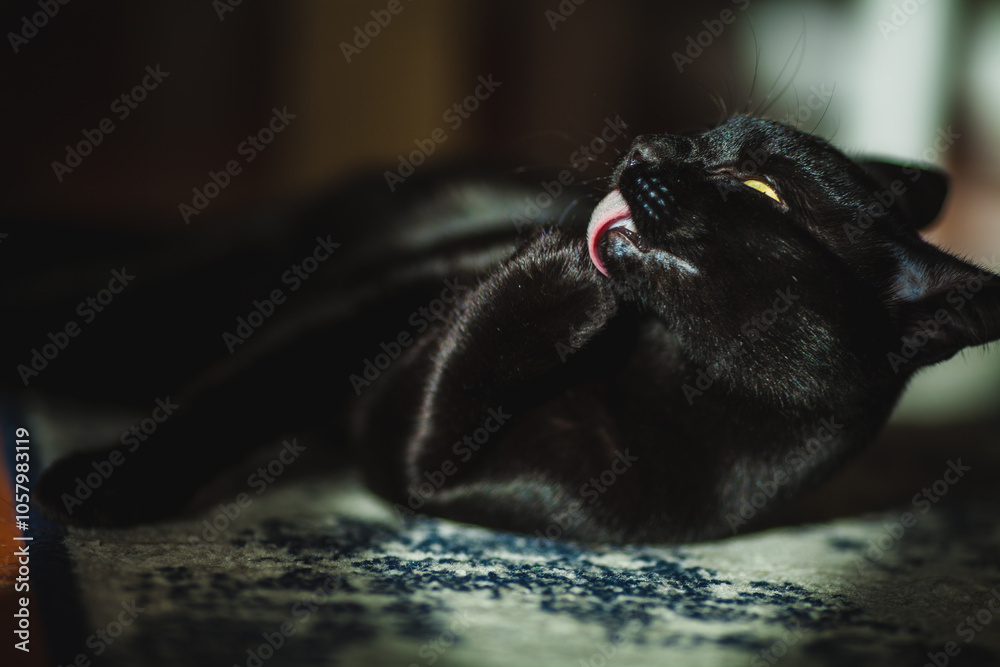 This is a close-up portrait of a sleek black cat with piercing yellow-green eyes, caught mid-lick as it grooms itself. This is a close-up portrait of a sleek black cat with piercing yellow-green eyes, caught mid-lick as it grooms itself.