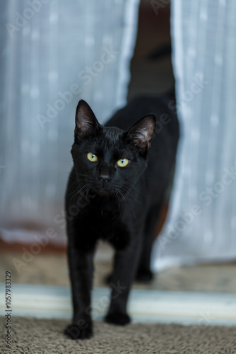 a black cat cautiously stepping through a pair of light, semi-transparent curtains