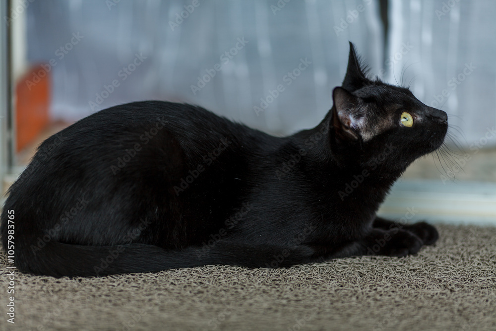 a black cat resting calmly with its head turned slightly to the side, allowing the viewer to see its profile and striking yellow-green eyes a black cat resting calmly with its head turned slightly to the side, allowing the viewer to see its profile and striking yellow-green eyes
