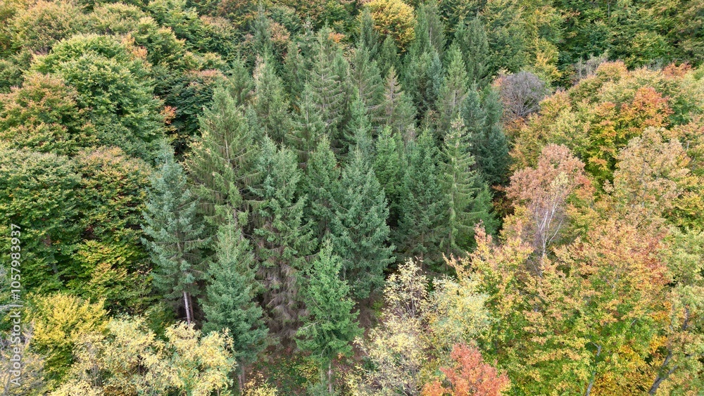 Aerial view of a vibrant autumn forest. Aerial view of a vibrant autumn forest.