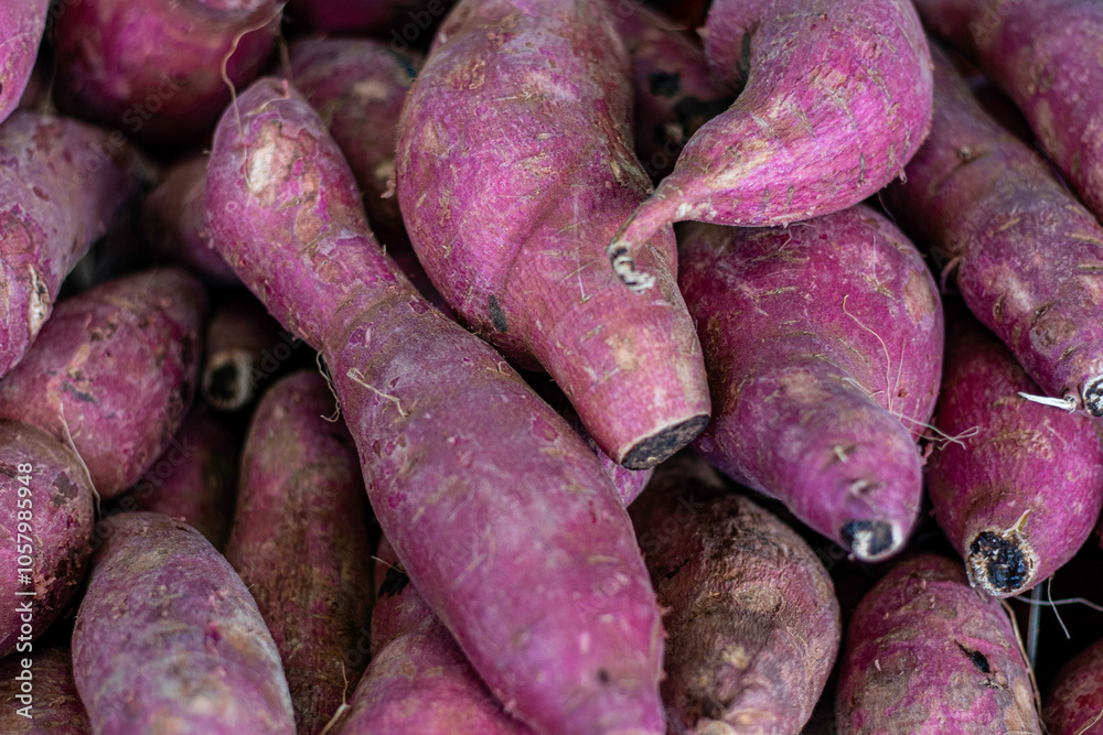 Batata-doce, também chamada batata-da-terra, batata-da-ilha, jatica e jetica. Batata-doce, também chamada batata-da-terra, batata-da-ilha, jatica e jetica.