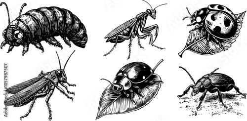 Vector illustration set of insects caterpillar, beetle, grasshopper, mantis, and ladybug on a leaf.