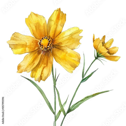 Watercolor graphic of Coreopsis flower, isolated on a white background, and Coreopsis vector