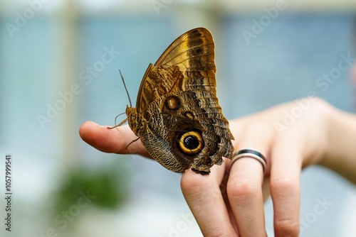 A vibrant butterfly with intricate wing patterns rests gently on a fingertip adorned with a beautiful ring. The soft focus background highlights the delicate beauty of this serene moment.