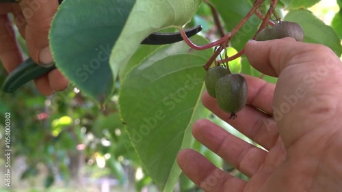 man with pruning shears harvests minikiwi or hardy kiwi from climbing plant photo