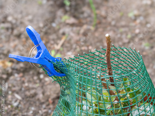 Photos A blue plastic clothespin securely holds green netting that protects a small pla