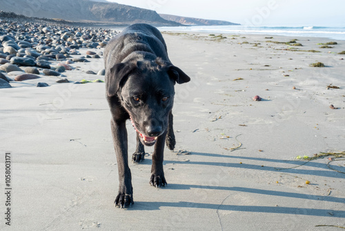 Black Lab Dog on the beach of Baja California Mexico