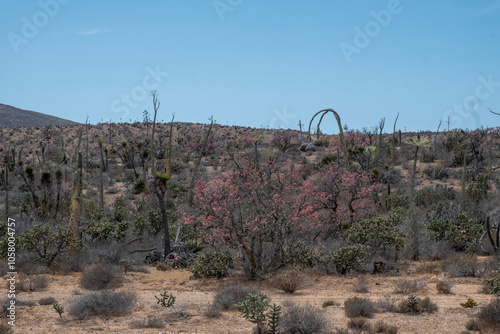 Blooming Pink Flowers in Baja California Mexico