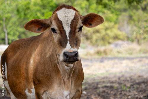 Adorable cow posing for a photo photo