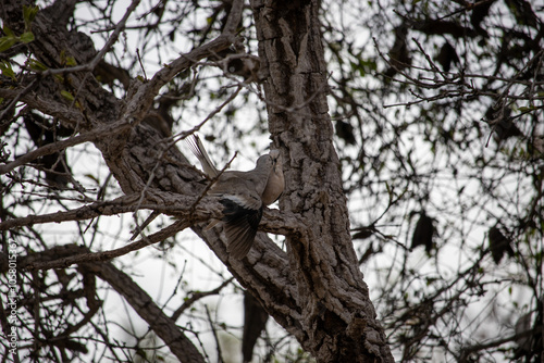 The picui dove, popularly known as the pajeú dove, São José dove and white dove, is a species of bird in the Columbidae family.