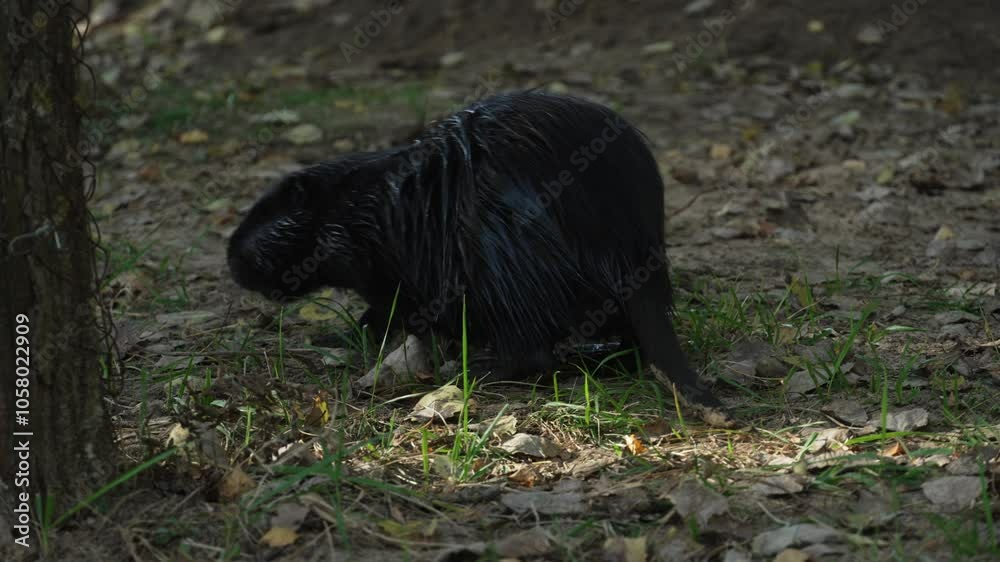 The Black Nutria shows its teeth and hides behind a tree. The animal is also called coypu, water rat, semiaquatic rodent, or myocastor coypus The Black Nutria shows its teeth and hides behind a tree. The animal is also called coypu, water rat, semiaquatic rodent, or myocastor coypus