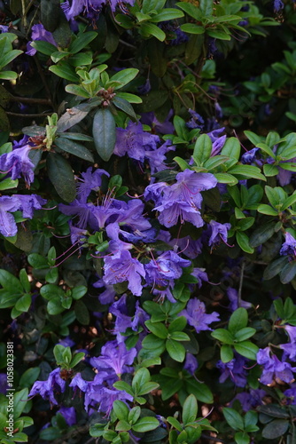 Blue Azalea