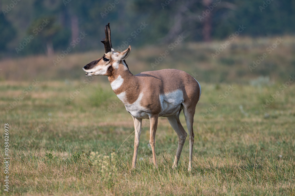 Pronghorn on the Prairie in Custer State Park Pronghorn on the Prairie in Custer State Park