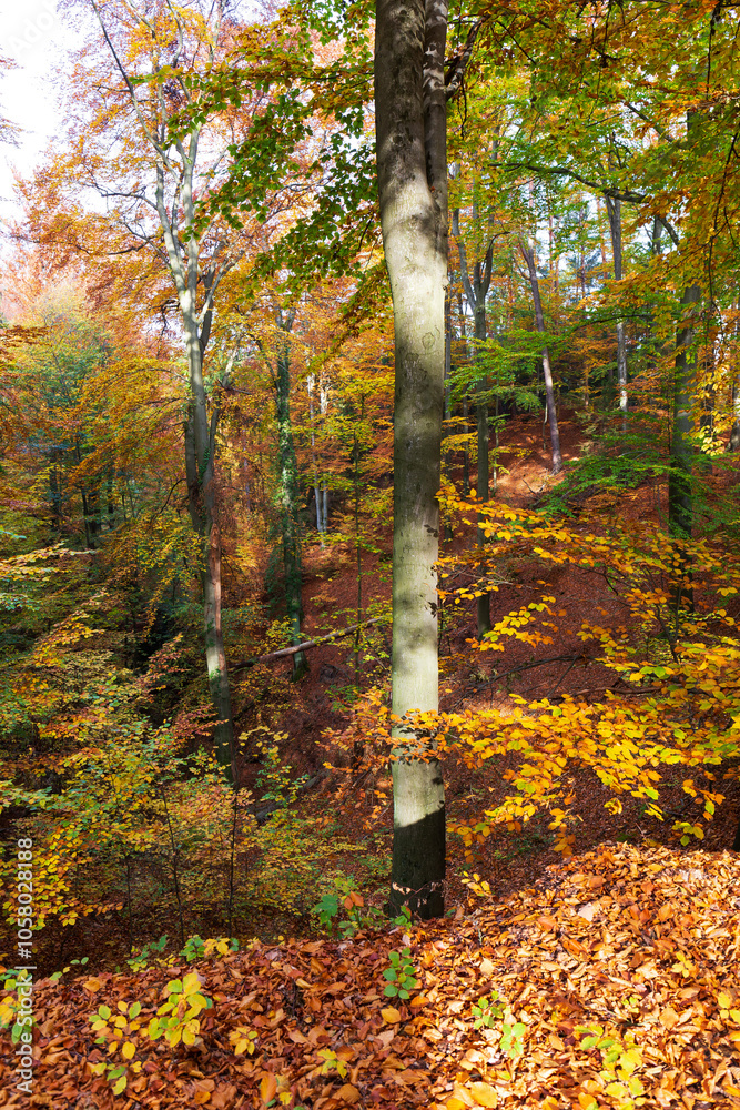 Colorful autumn Landscape in Bohemian Paradise, Czech Republic 