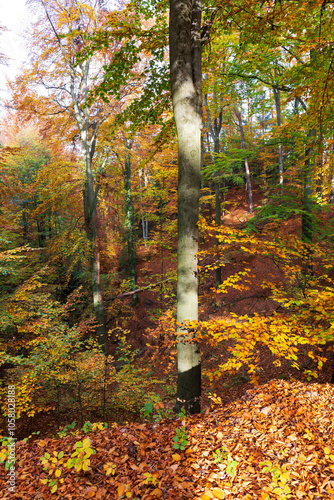 Obraz na płótnie Colorful autumn Landscape in Bohemian Paradise, Czech Republic w salonie