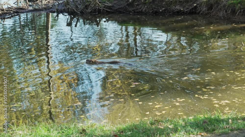 Gray Nutria swimming in a pond with fallen leaves, general plan. Also called coypu, water rat, semiaquatic rodent or myocastor coypus Gray Nutria swimming in a pond with fallen leaves, general plan. Also called coypu, water rat, semiaquatic rodent or myocastor coypus