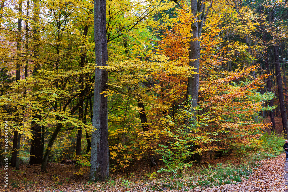 Colorful autumn Landscape in Bohemian Paradise, Czech Republic