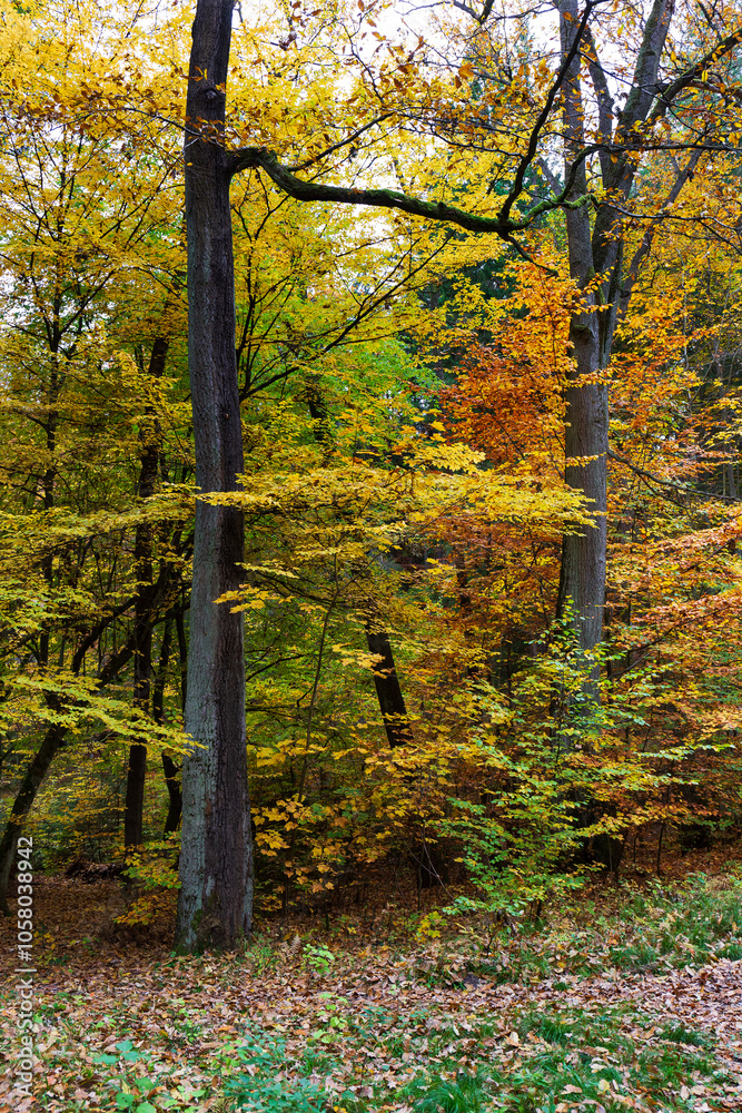Colorful autumn Landscape in Bohemian Paradise, Czech Republic