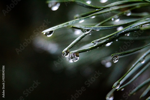 Close up of water drops on pine tree needles 