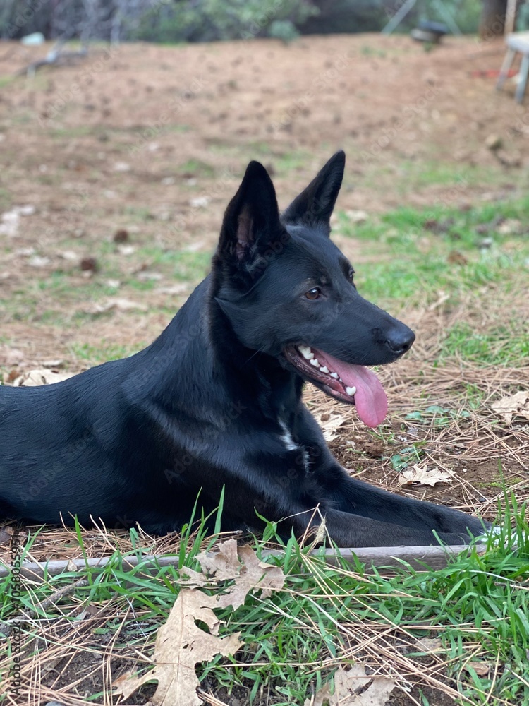 A friendly black German Shepherd with her tongue out, taking a break during an outdoor adventure. A friendly black German Shepherd with her tongue out, taking a break during an outdoor adventure.