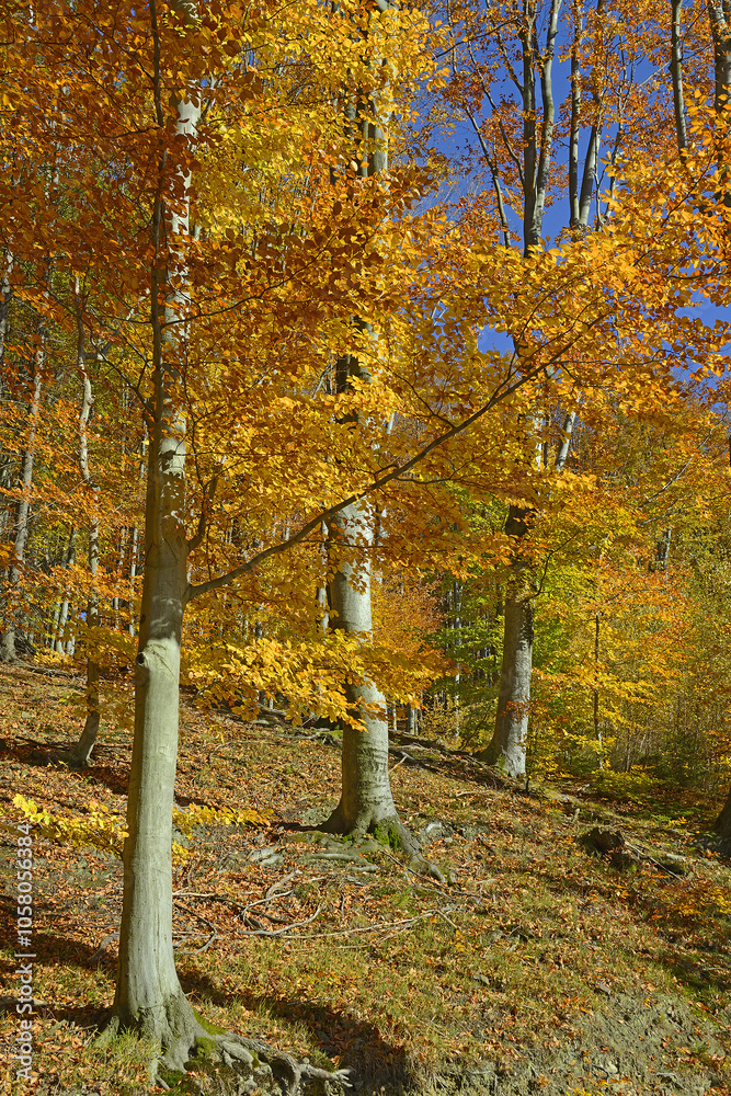 Colorful autumn forests in the mountains - Silesian or Tesin Beskydy, northeastern Czech Republic, Moravia