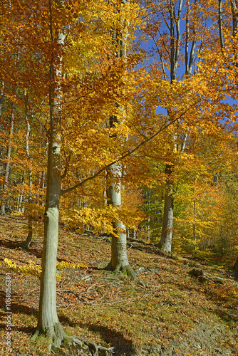 Obraz na płótnie Colorful autumn forests in the mountains - Silesian or Tesin Beskydy, northeastern Czech Republic, Moravia w salonie