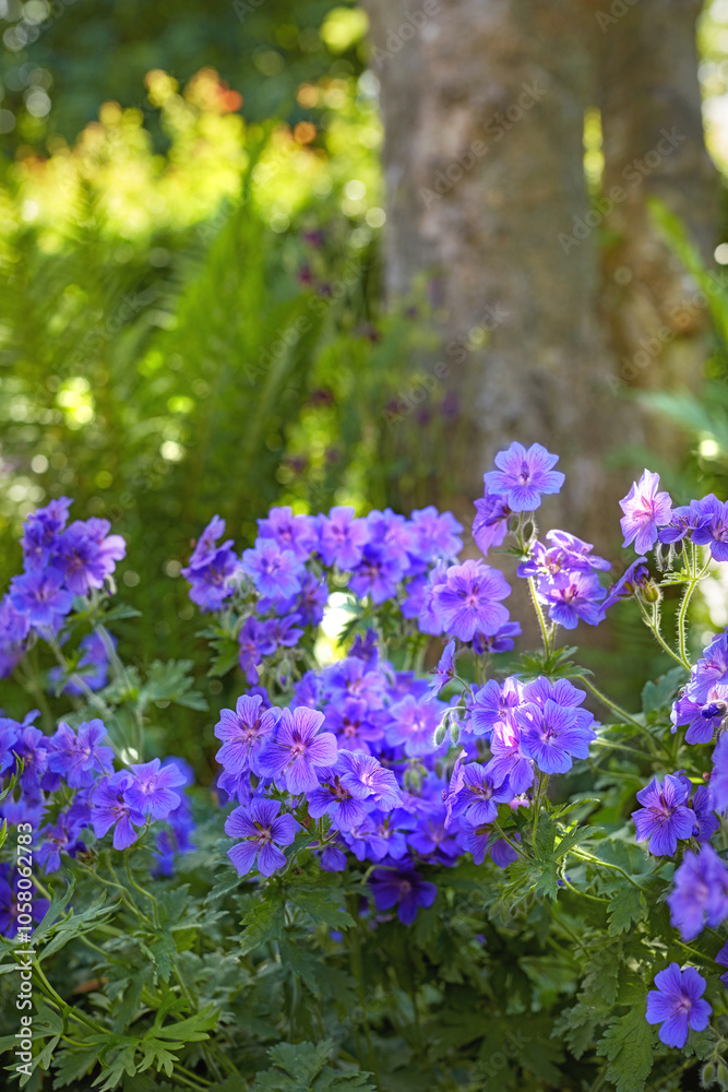 Obraz premium Spring, flowers and bush in nature for wallpaper, healthy environment or blooming in sunshine. Purple Cranesbill, plants or leaves in garden for growth, botanical or Earth day awareness in background