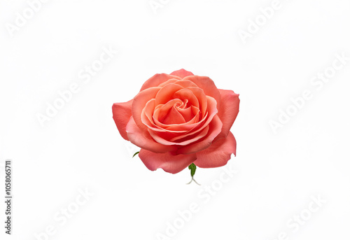 A single, delicate peach-colored rose with green leaves, isolated against a pristine white background.